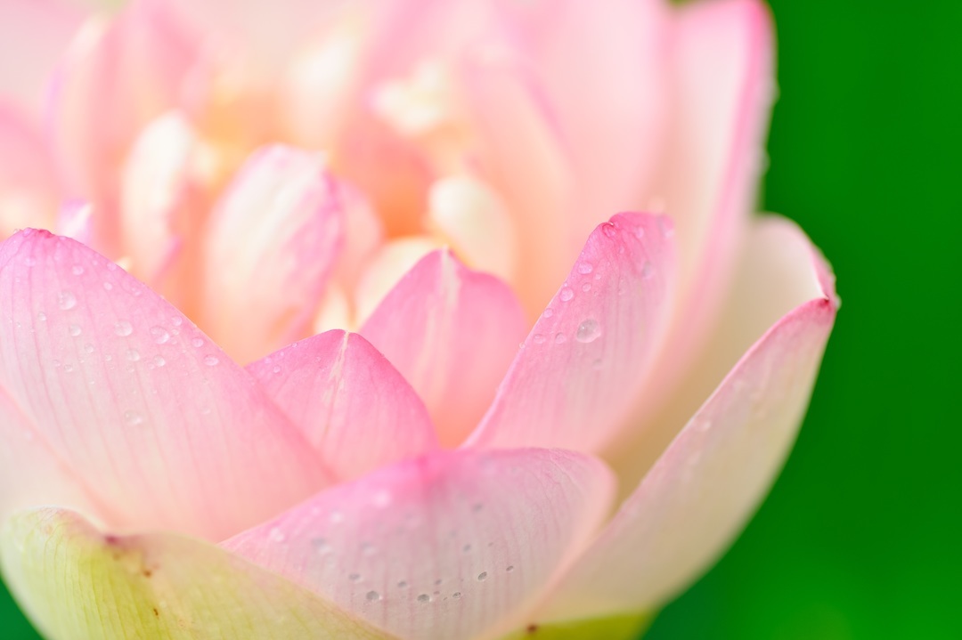 sequedad vulvar menopausia